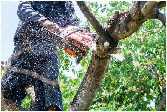 tree services San Marcos